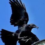 American Crow — Arriving With Wings Wide