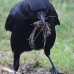 American Crow — Carrying Nest Material