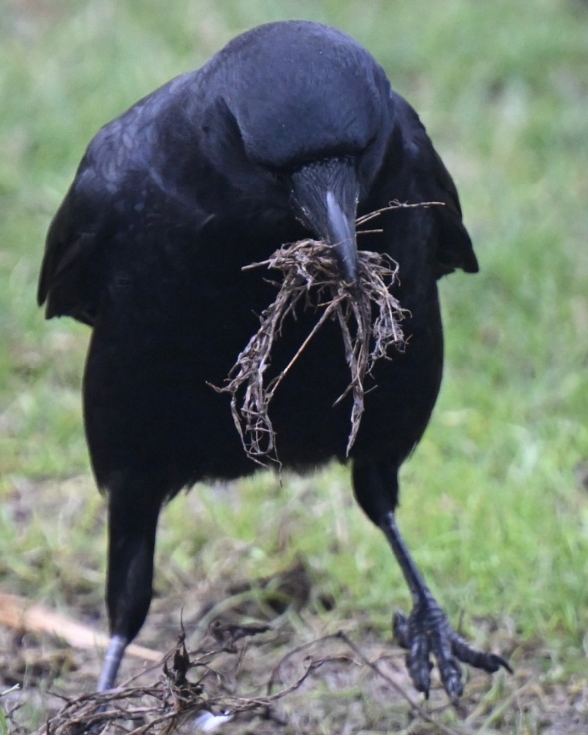 Screenshot American Crow — Carrying Nest Material - Image 1