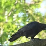 American Crow — Climbing The Trunk