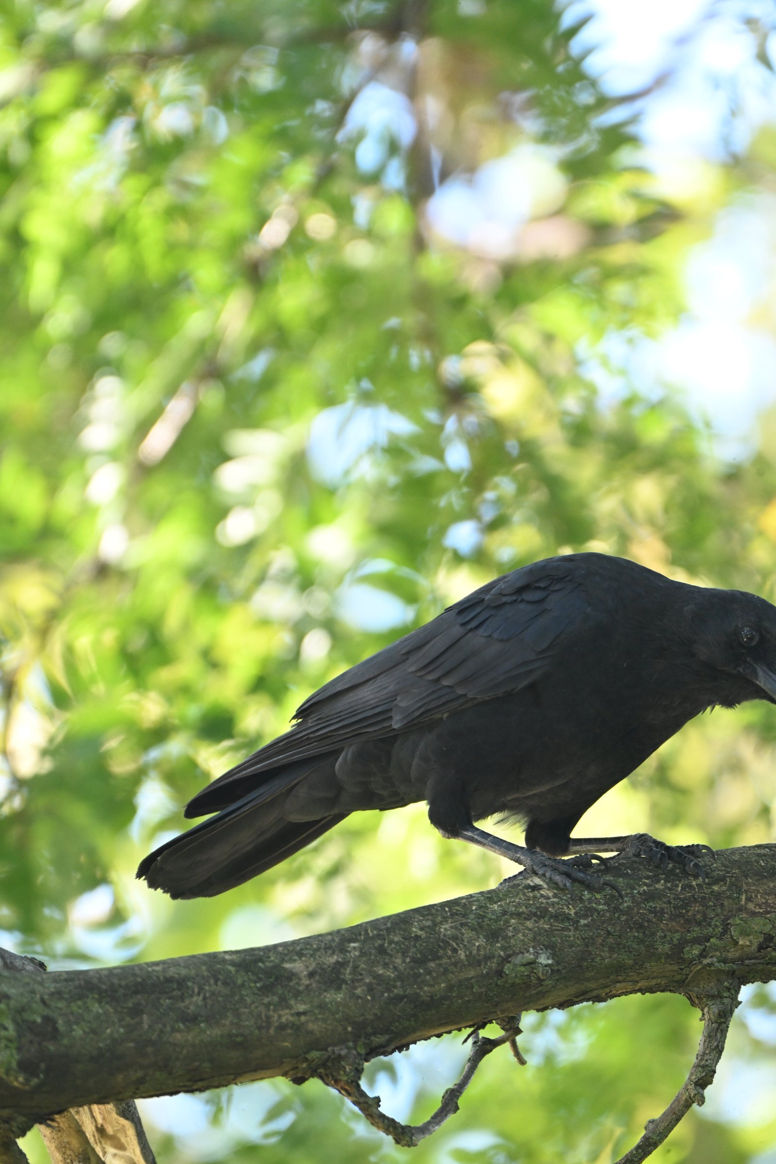 american-crow-climbing-the-trunk-1.jpeg American Crow — Climbing The Trunk - Image 1