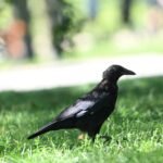 American Crow — Clinging Upside Down