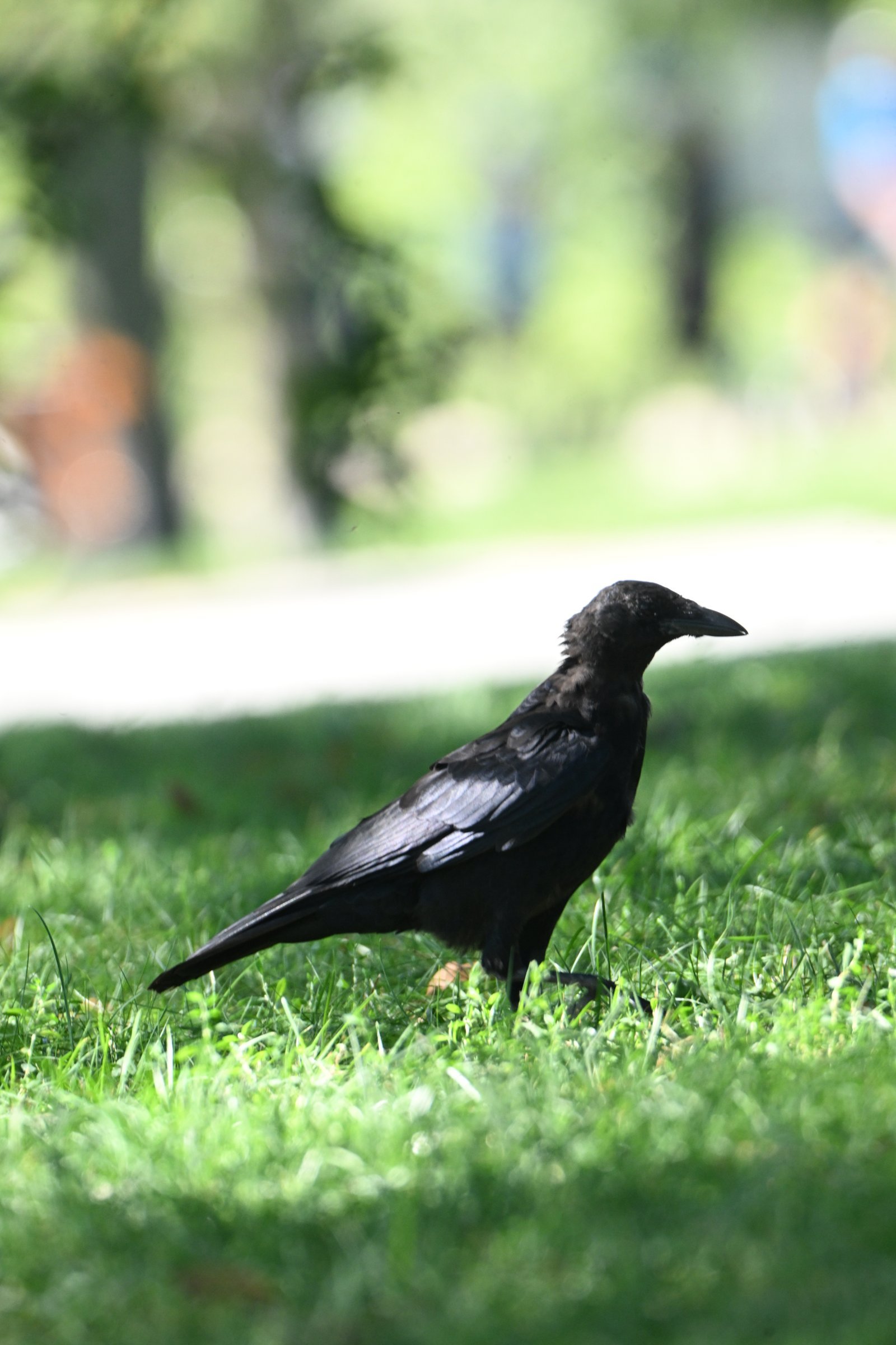 american-crow-clinging-upside-down-1.jpeg American Crow — Clinging Upside Down - Image 1