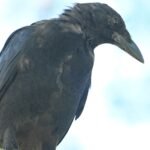 American Crow — Dropping From The Trunk