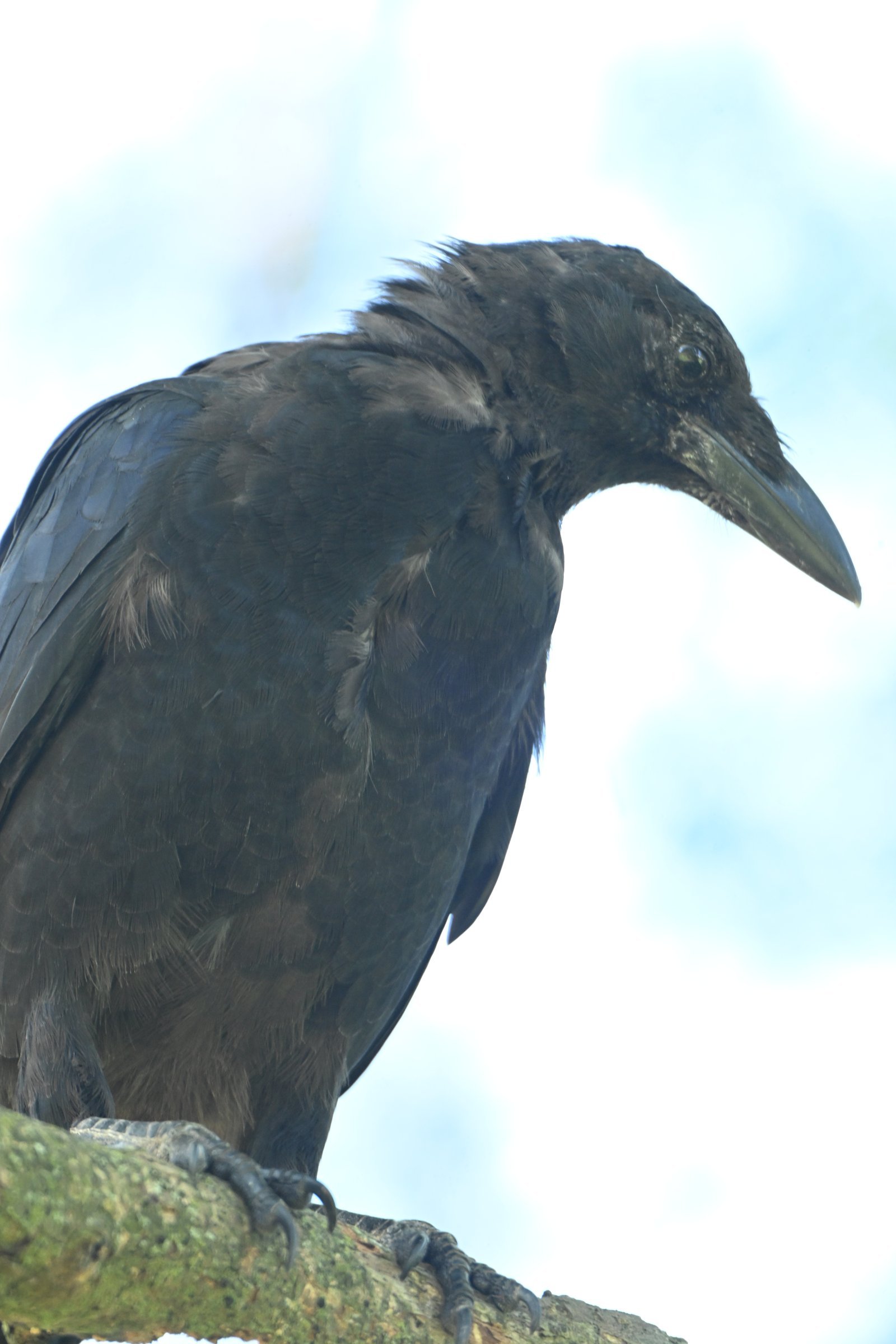 american-crow-dropping-from-the-trunk-1.jpeg American Crow — Dropping From The Trunk - Image 1