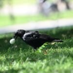 American Crow — Egg Carry