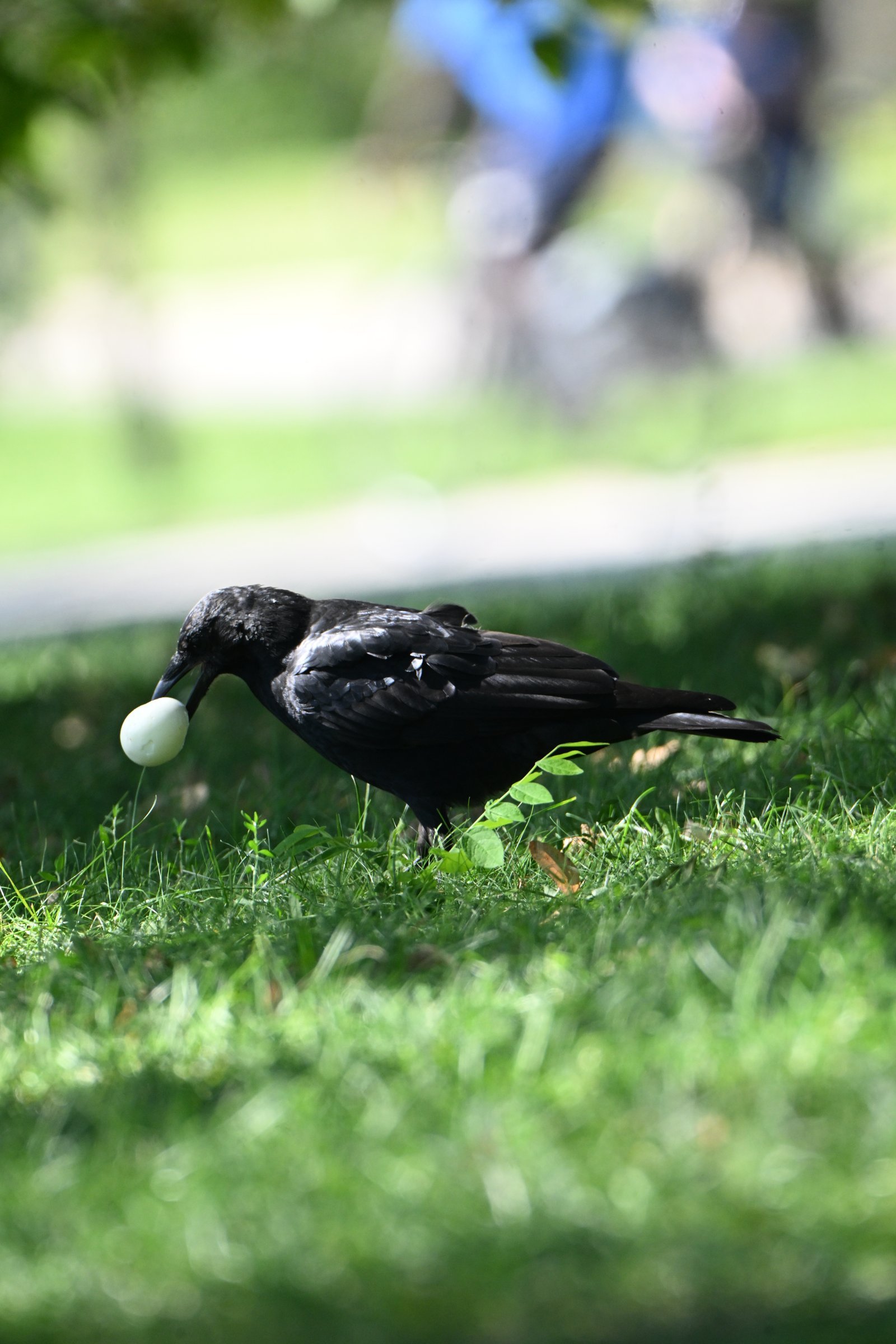 american-crow-egg-carry-1.jpeg American Crow — Egg Carry - Image 1