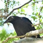 American Crow — In Summer Leaves