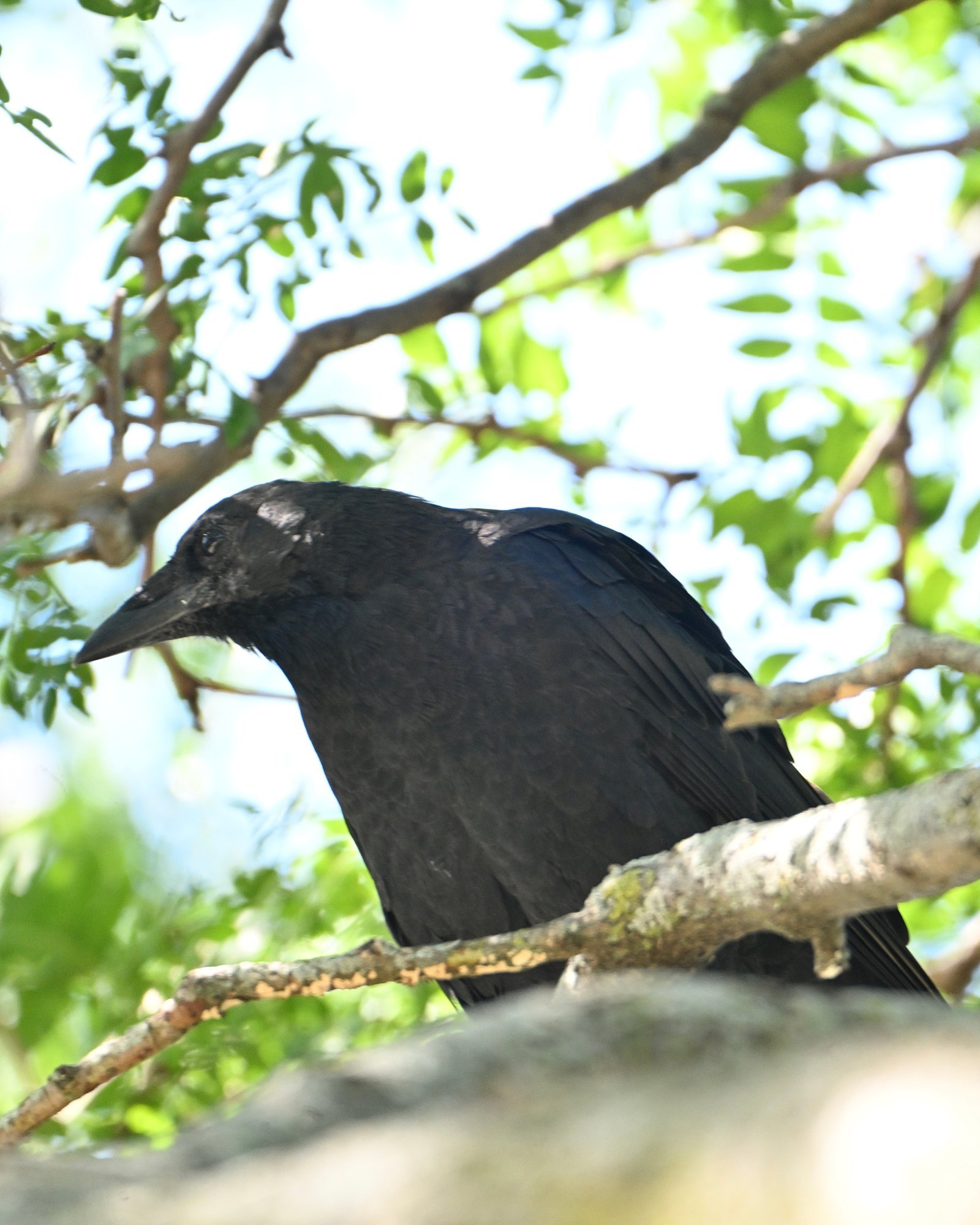american-crow-in-summer-leaves-1.jpeg American Crow — In Summer Leaves - Image 1
