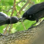American Crow — Juvenile Beak To Beak Feeding