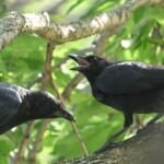 American Crow — Juvenile Calling For Food
