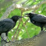 American Crow — Juveniles Branch Standoff