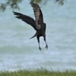 American Crow — Landing Over Water