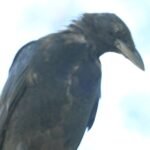 American Crow — Leaping Into Flight