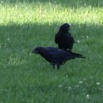 American Crow — On Mown Grass