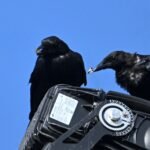 American Crow — Pair On The Light Post