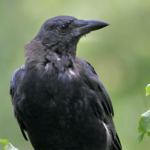 American Crow — Standing Tall