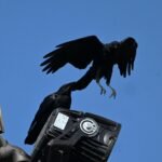 American Crow — Touchdown