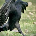 American Crow — Walking With Wings Raised
