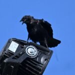 American Crow — Wings Mantled