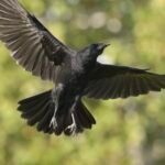American Crow — Wings Spread In Flight