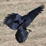American Crow — Wings Wide On The Grass