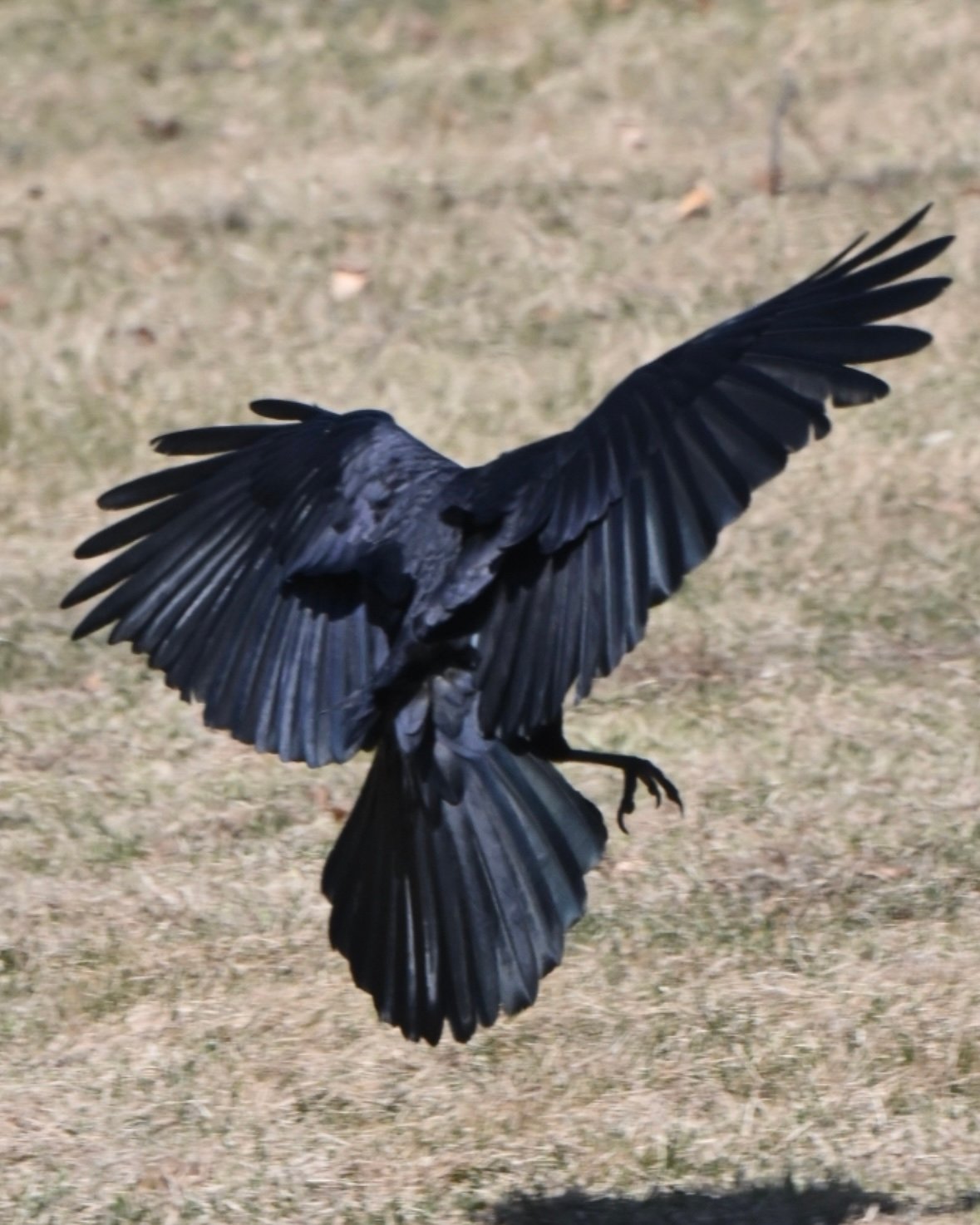 Screenshot American Crow — Wings Wide On The Grass - Image 1