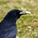 American Crow — With Peanut