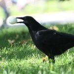 American Crow — With Stolen Egg