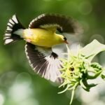 American Goldfinch — Wings Spread On Blossom