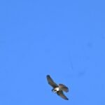 American Kestrel — Alone In The Sky