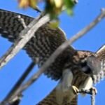 American Kestrel — Among The Buds