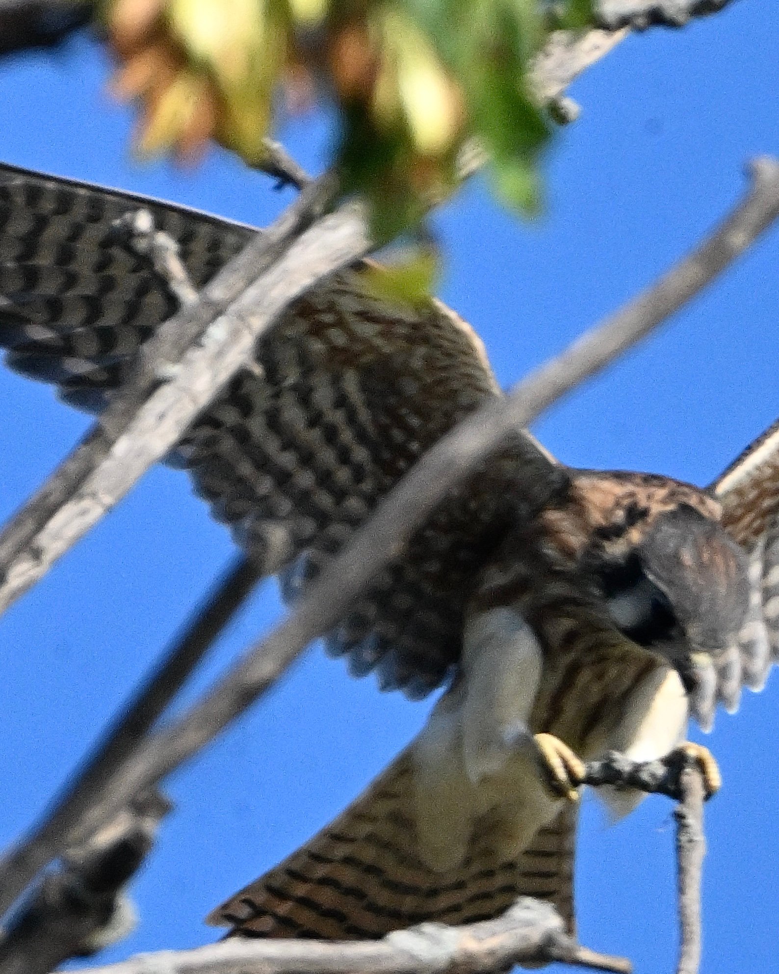 american-kestrel-among-the-buds American Kestrel — Among The Buds - Image 1