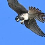 American Kestrel — Banking Turn