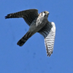 American Kestrel — Cruising The Blue