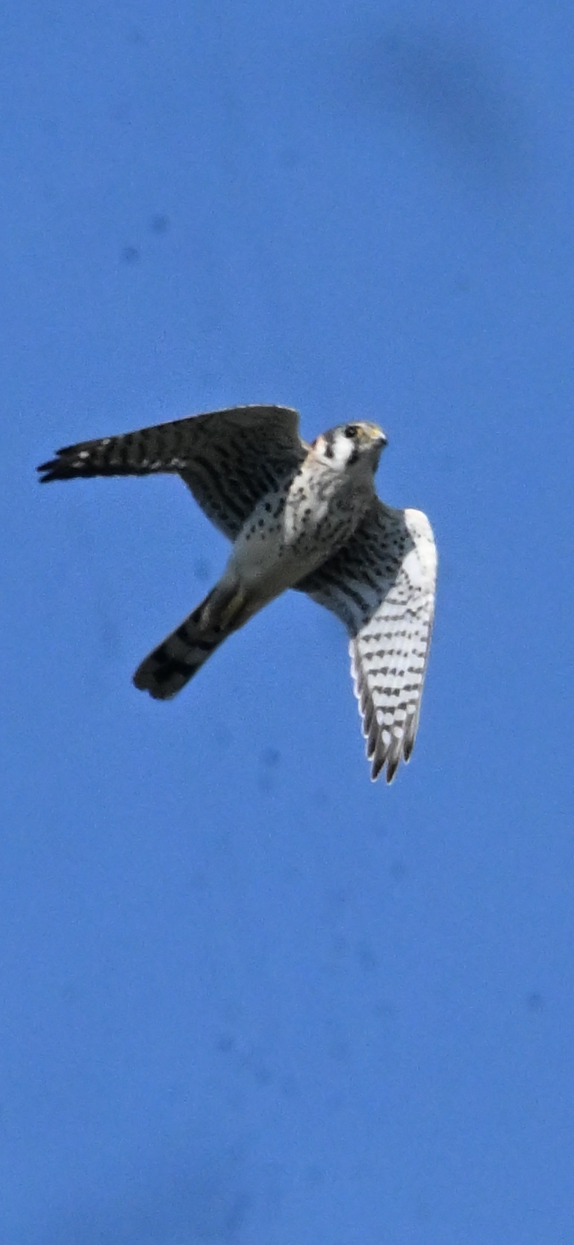 american-kestrel-cruising-the-blue American Kestrel — Cruising The Blue - Image 1