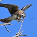 American Kestrel — Feeding On The Perch