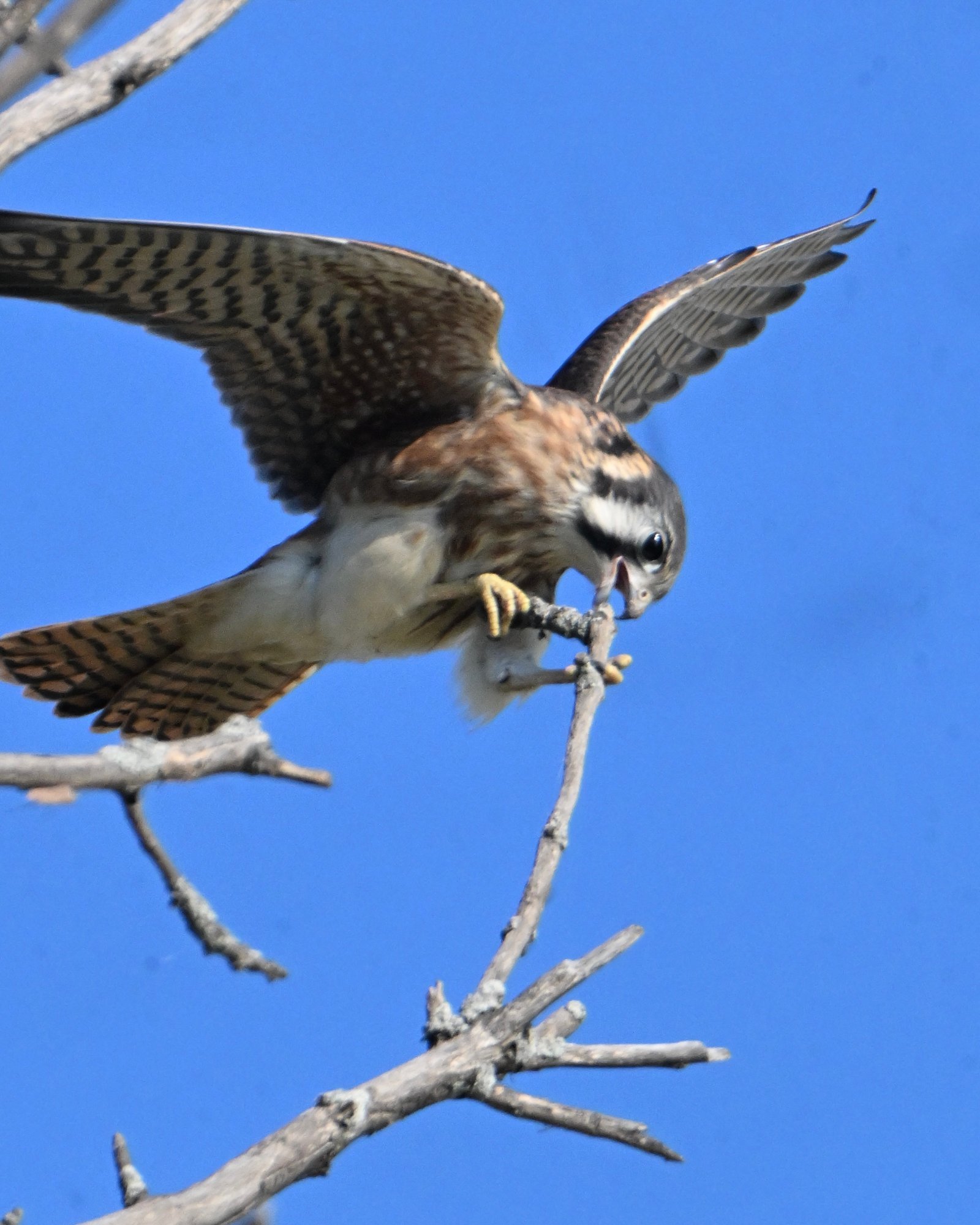 american-kestrel-feeding-on-the-perch-1.jpeg American Kestrel — Feeding On The Perch - Image 1