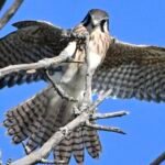 American Kestrel — Full Wingspan Perch