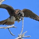 American Kestrel — Gripping The Branch