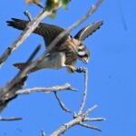 American Kestrel — Hunting Stoop