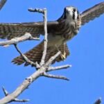 American Kestrel — Landing On Bare Branch