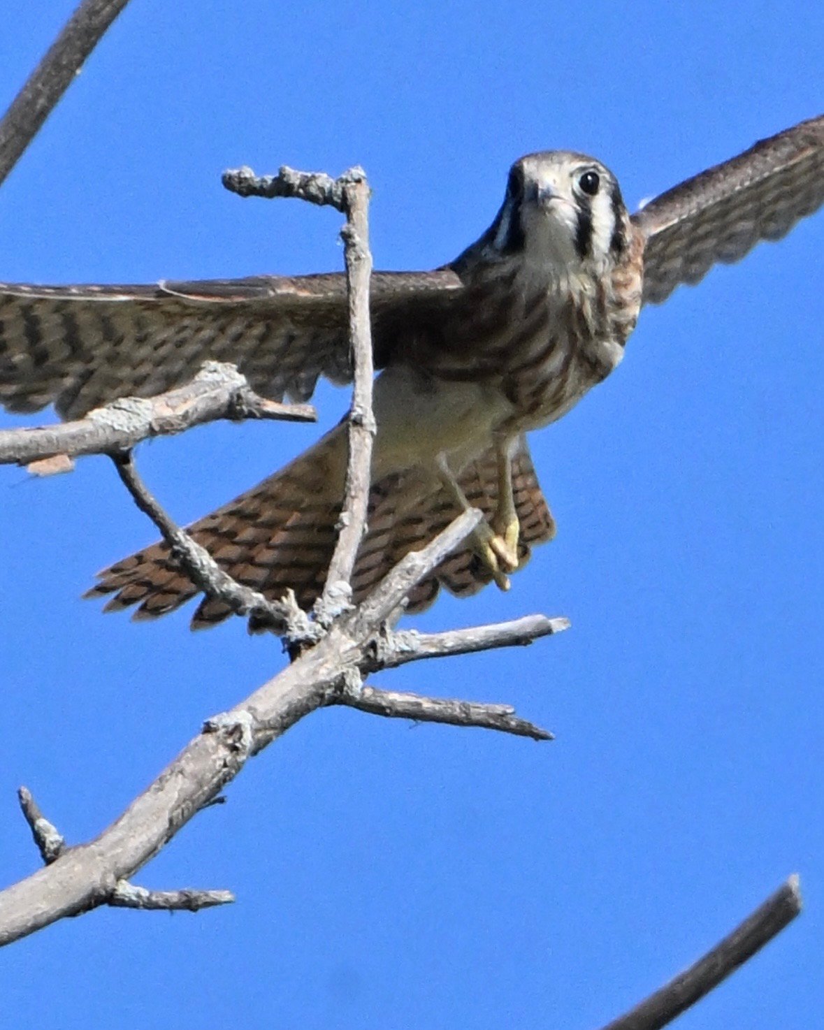 Screenshot American Kestrel — Landing On Bare Branch - Image 1