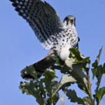 American Kestrel — Launch From The Oak