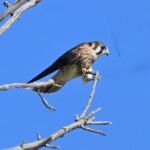 American Kestrel — Leaning Into The Wind