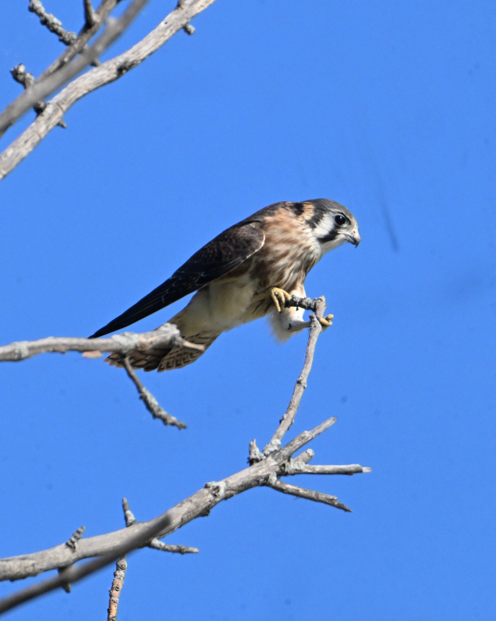 american-kestrel-leaning-into-the-wind-1.jpeg American Kestrel — Leaning Into The Wind - Image 1