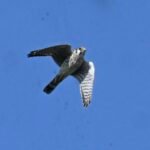 American Kestrel — Level Flight
