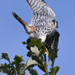 American Kestrel — Lifting From The Oak