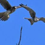 American Kestrel — Mid Air Chase