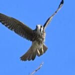 American Kestrel — Overhead Pass